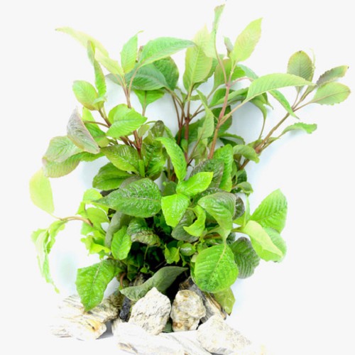 Hygrophila corymbosa - Riesen Wasserfreund im topf